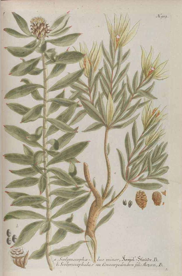 Johann Wilhelm Weinmann botanical plate associated with Leucadendron xanthoconus